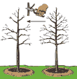 Illustration of a balled and burlapped tree being planted according to the eighth step.